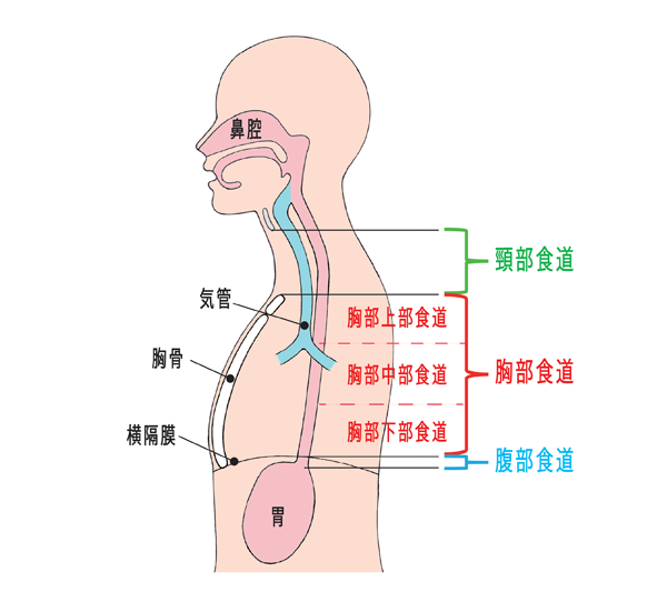 気管 と 食道 の 位置 関係