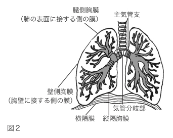 肺の図