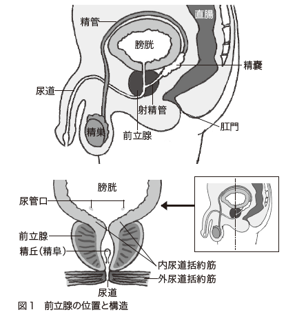 図1　前立腺の位置と構造