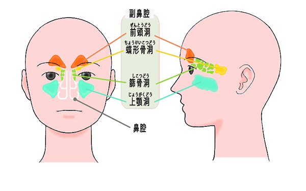 鼻腔・副鼻腔がんの位置