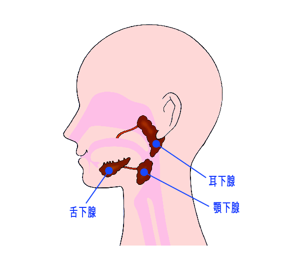 唾液腺がん（耳下腺がん、顎下腺がん、舌下腺がん）の位置