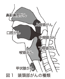 図１　頭頸部がんの種類
鼻副鼻腔がん
口腔がん

喉頭がん
上咽頭がん
中咽頭がん
下咽頭がん

甲状腺がん