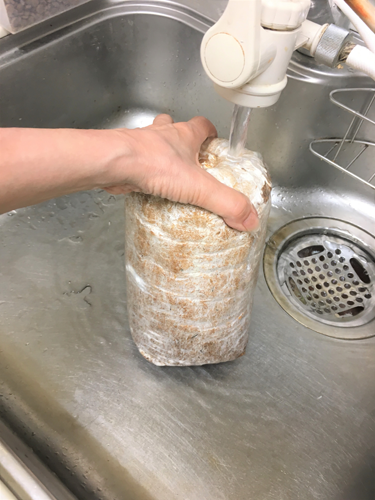 写真２　シイタケ菌糸体の培養物の接種株をぴっちりと封印されているビニール袋を開け水洗いをします。その際、株を手でこすらないようにしながら流水で洗いました