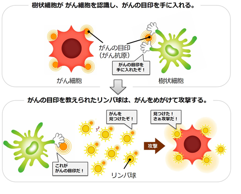 図１　樹状細胞から指令を受けたリンパ球ががん細胞を攻撃する