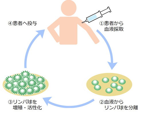 図２　活性化リンパ球療法