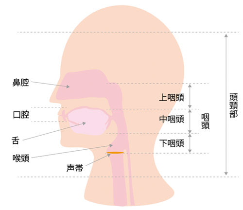 図1　頭頸部