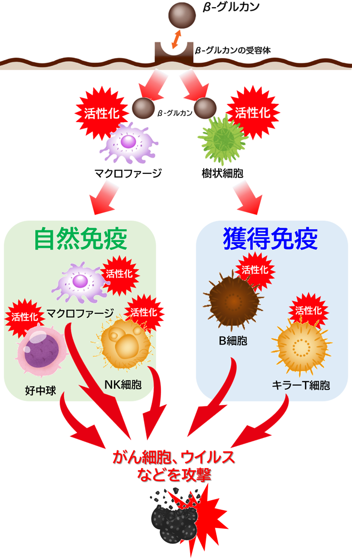 図　β – グルカンの主な免疫作用のメカニズム