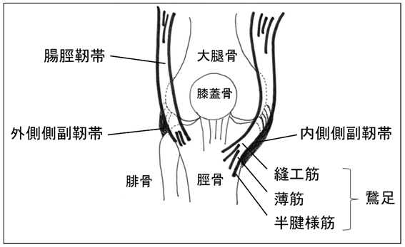 図1　膝関節の構造