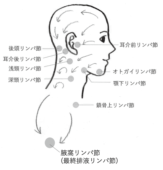 図1　頭頸部のリンパ節と排液ルート