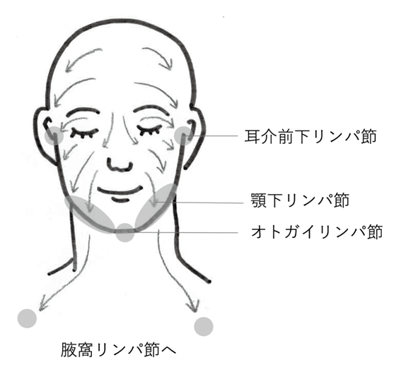 図1　顔面部のリンパ節と排液ルート（術後ケア）
